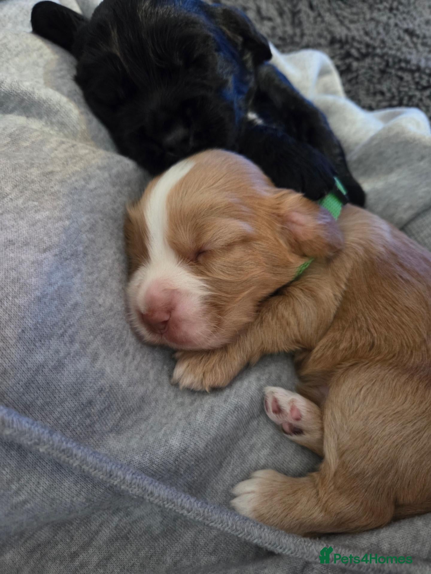 Cocker Spaniel dogs Beautiful litter of 5 male cocker spaniels  - Advert 15