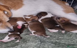 Mixed Breed dogs for sale: 💙 3 Beautiful Boys 💙 - Image 23