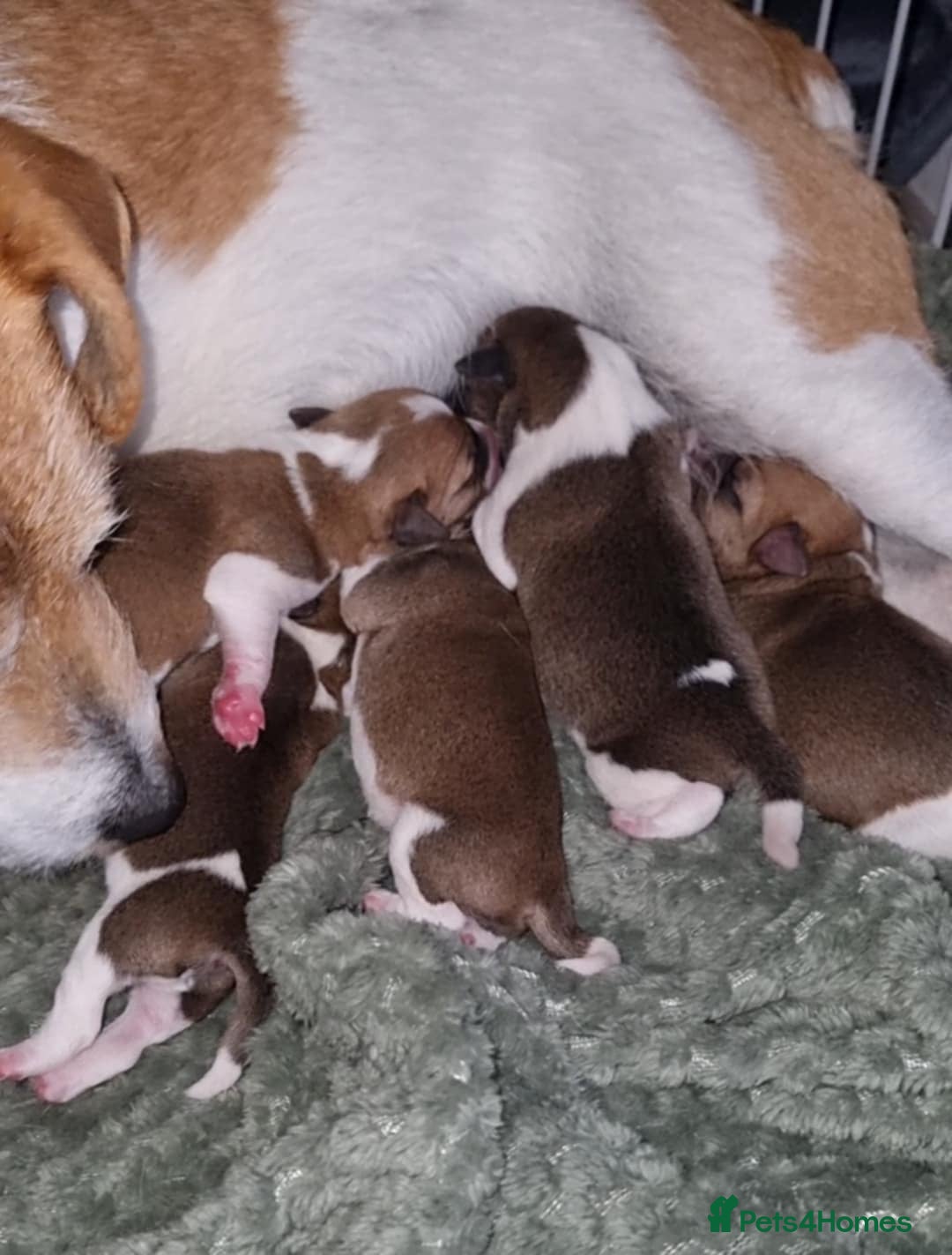 Mixed Breed dogs for sale: 💙 3 Beautiful Boys 💙 - Image 23