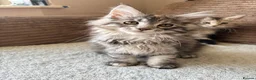 Maine Coon cats for sale: Two registered mainecoon kittens (1 poly)  - Advert 19