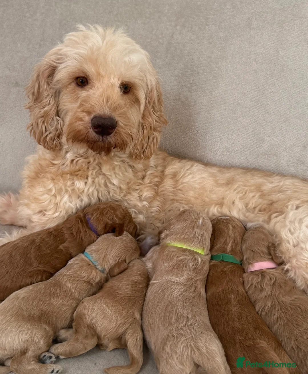 Double Doodle dogs for sale: Australian Double Doodle pups  - Advert 21