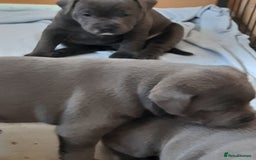 Staffordshire Bull Terrier dogs for sale: CHAMPION BLOOD LINES STOCKY BLUE STAFFY PUPS  - Image 5