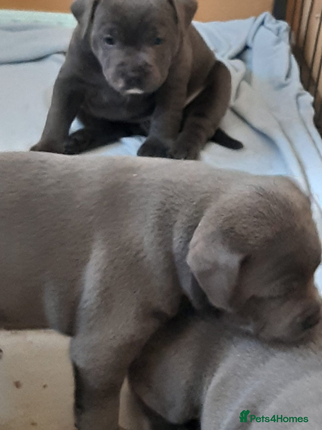 Staffordshire Bull Terrier dogs for sale: CHAMPION BLOOD LINES STOCKY BLUE STAFFY PUPS  - Image 5