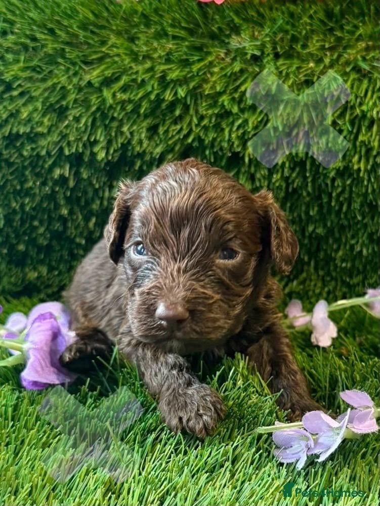 Cockapoo dogs F1 mini Cockapoo’s various colours 30 dna clear  - Advert 2
