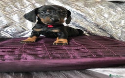 Miniature Dachshund dogs for sale: Last boy - Image 2