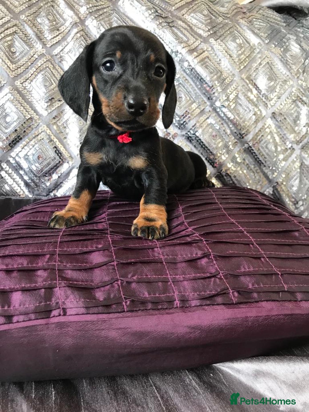 Miniature Dachshund dogs for sale: Last boy - Image 2