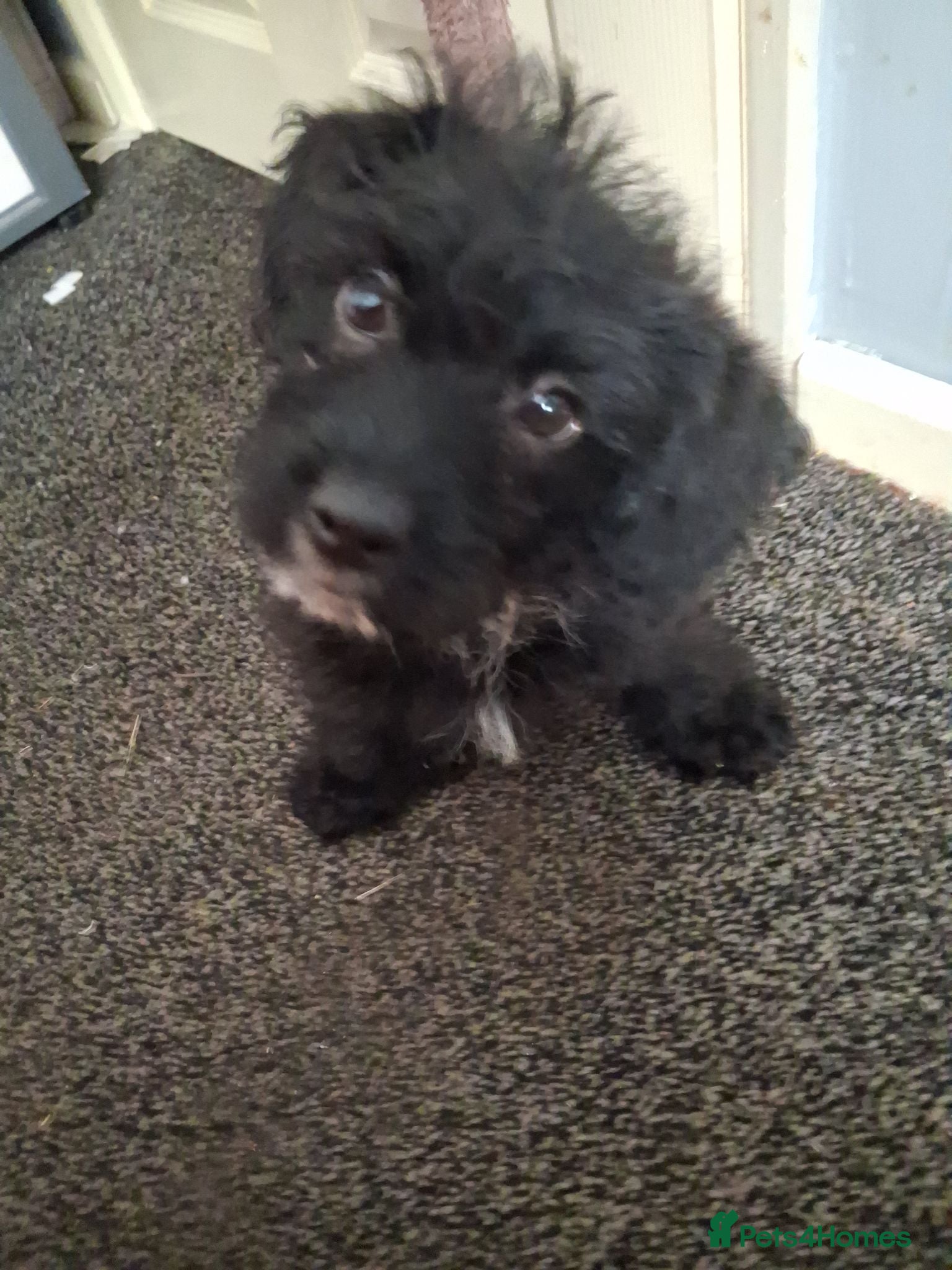 Mixed Breed dogs READY TO LEAVE Last boy Miniature poodle cross  - Advert 1