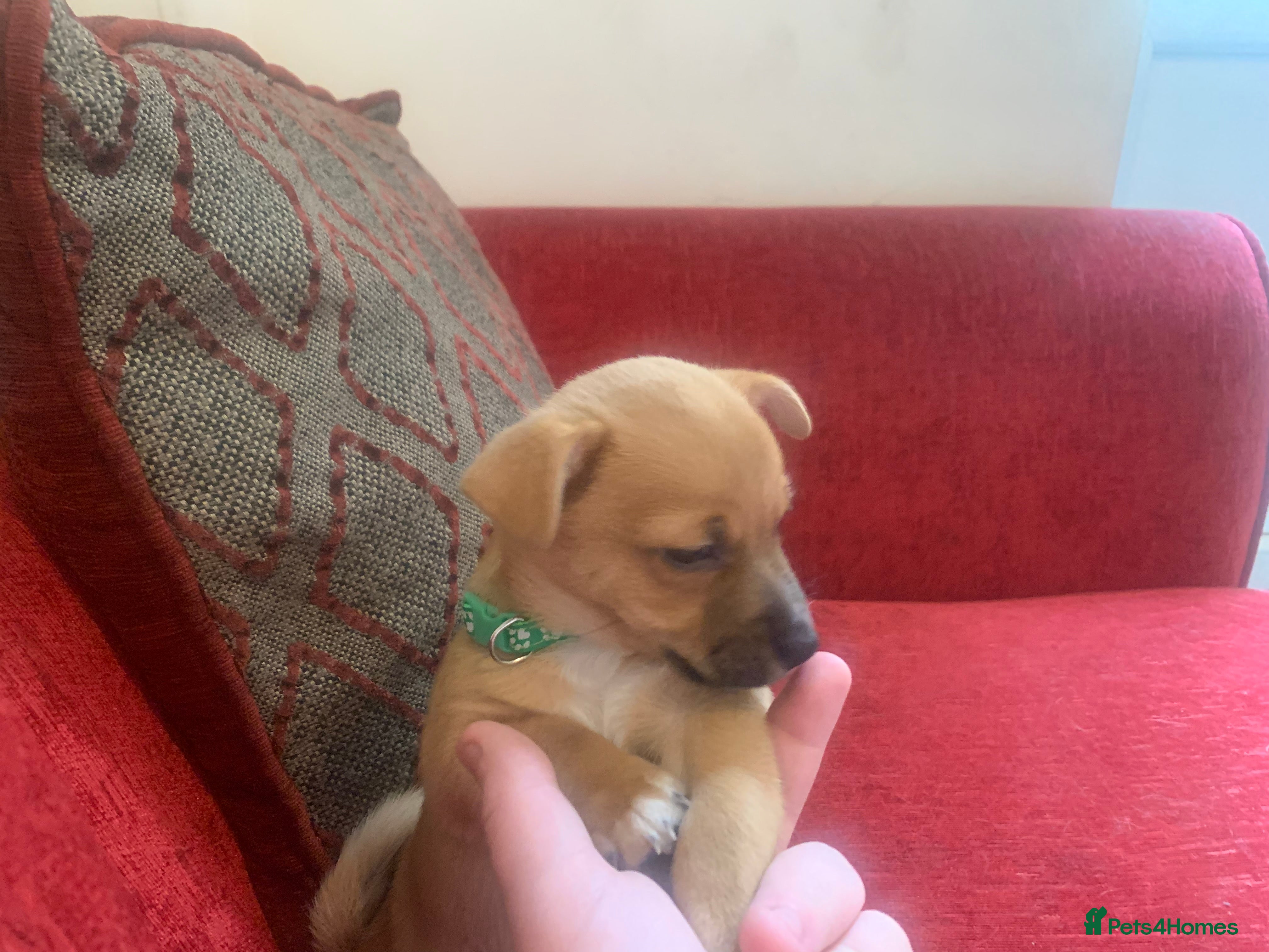 Mixed Breed dogs for sale: PomerJack puppies for sale in Aldershot - Advert 3
