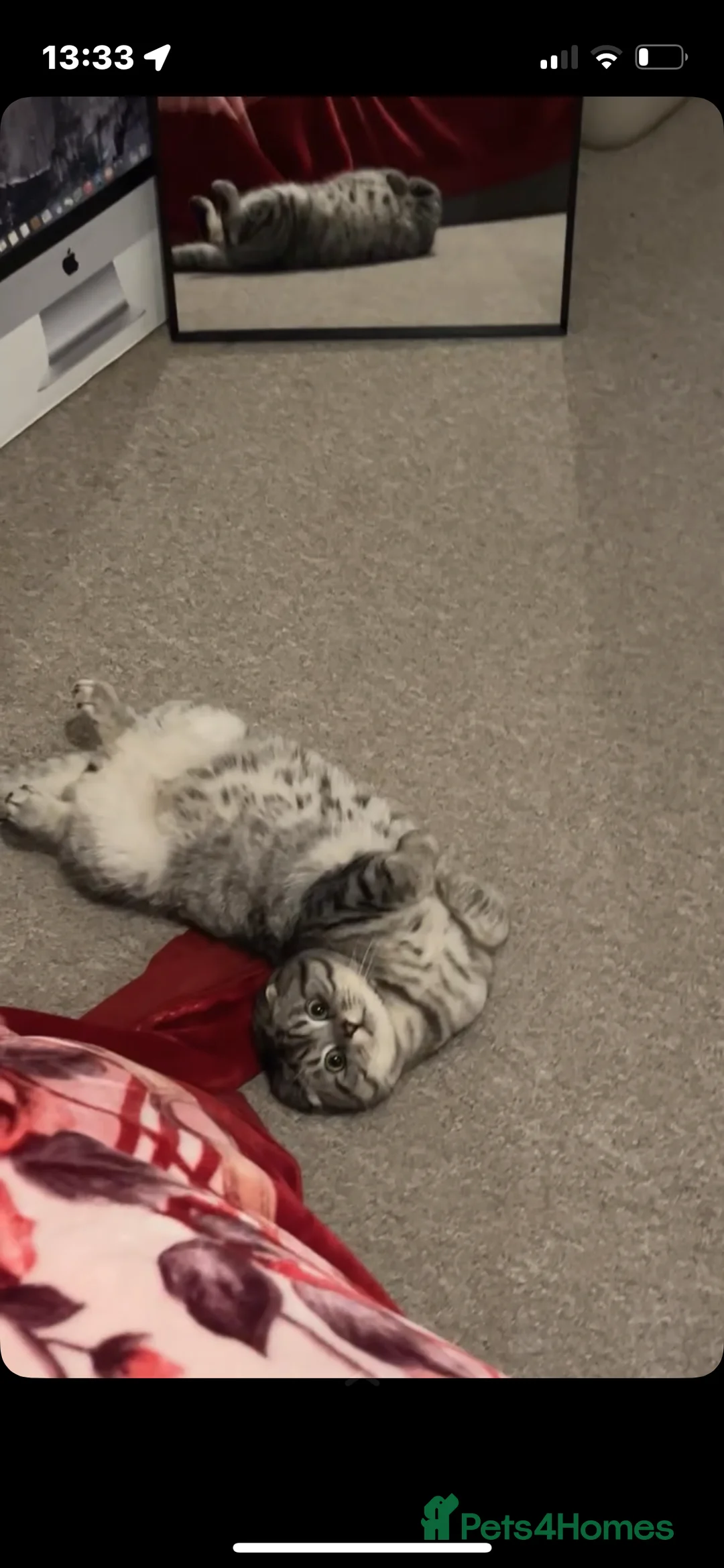 Scottish Fold cats for stud: Scottish fold stud  in Rochester - Advert 6