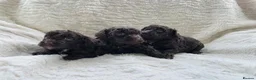 Cavapoo dogs for sale: DNA Tested Chocolate F1b Cavapoos. 2 Boys & 1 Girl - Advert 3