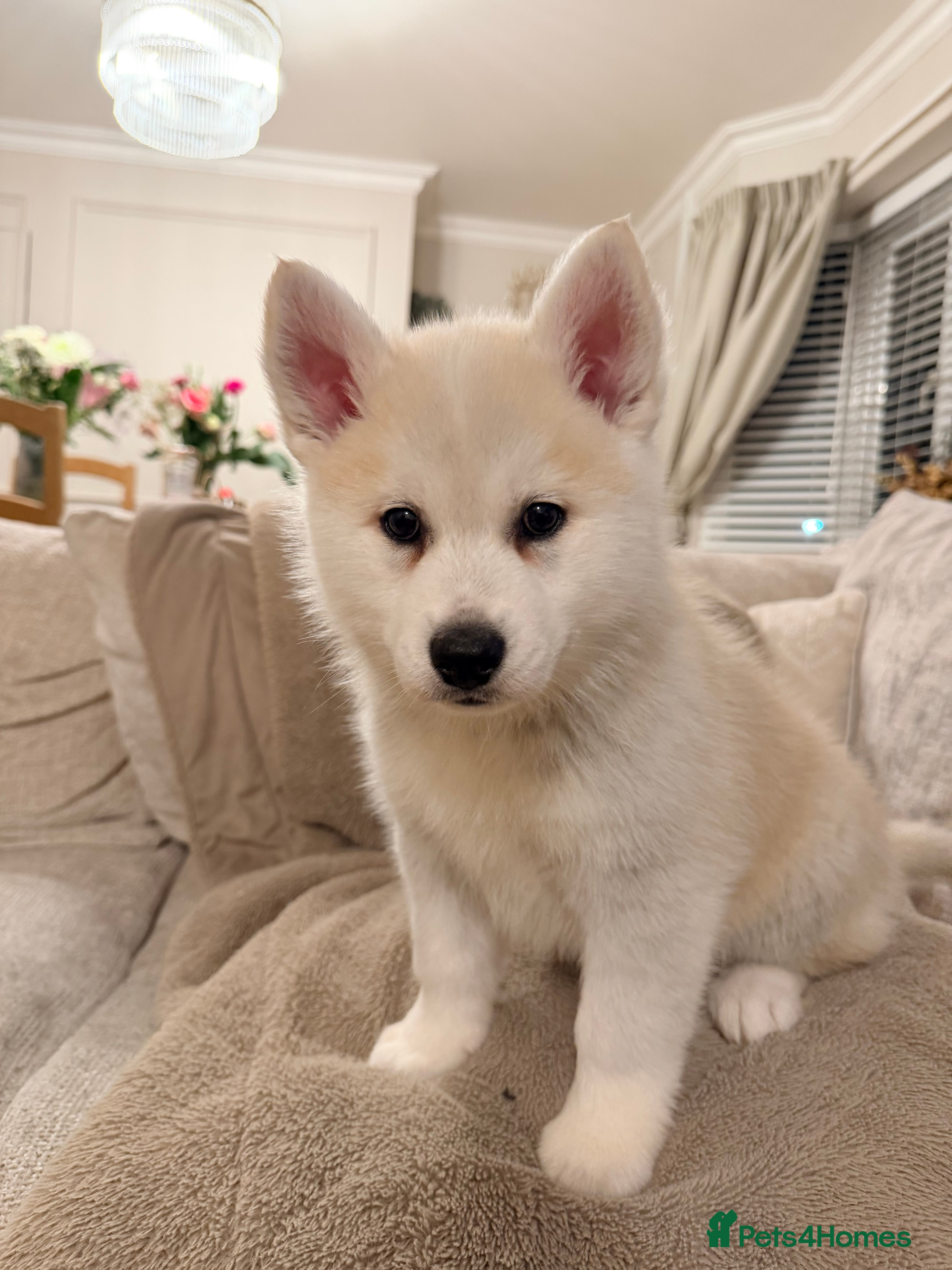 Pomsky dogs F3 Pomsky puppies  - Advert 3