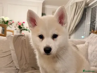 Pomsky dogs F3 Pomsky puppies - Advert 3