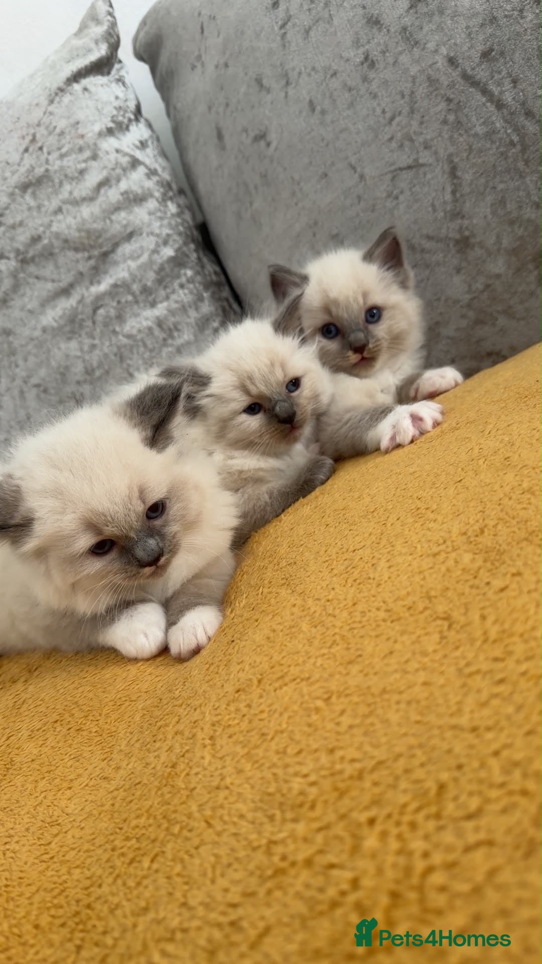 Ragdoll cats Beautiful pure ragdoll kittens available❗️ - Advert 1