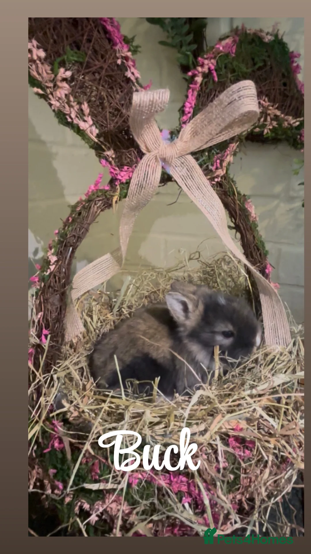 Lionhead rabbits for sale: Lion head  - Advert 2