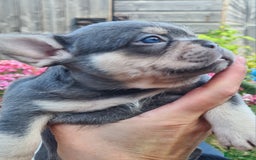French Bulldog dogs for sale: Big Perm, fluffy and furnished frenchies  - Image 27