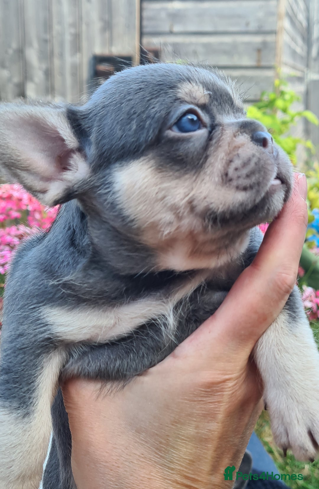 French Bulldog dogs for sale: Big Perm, fluffy and furnished frenchies  - Image 27