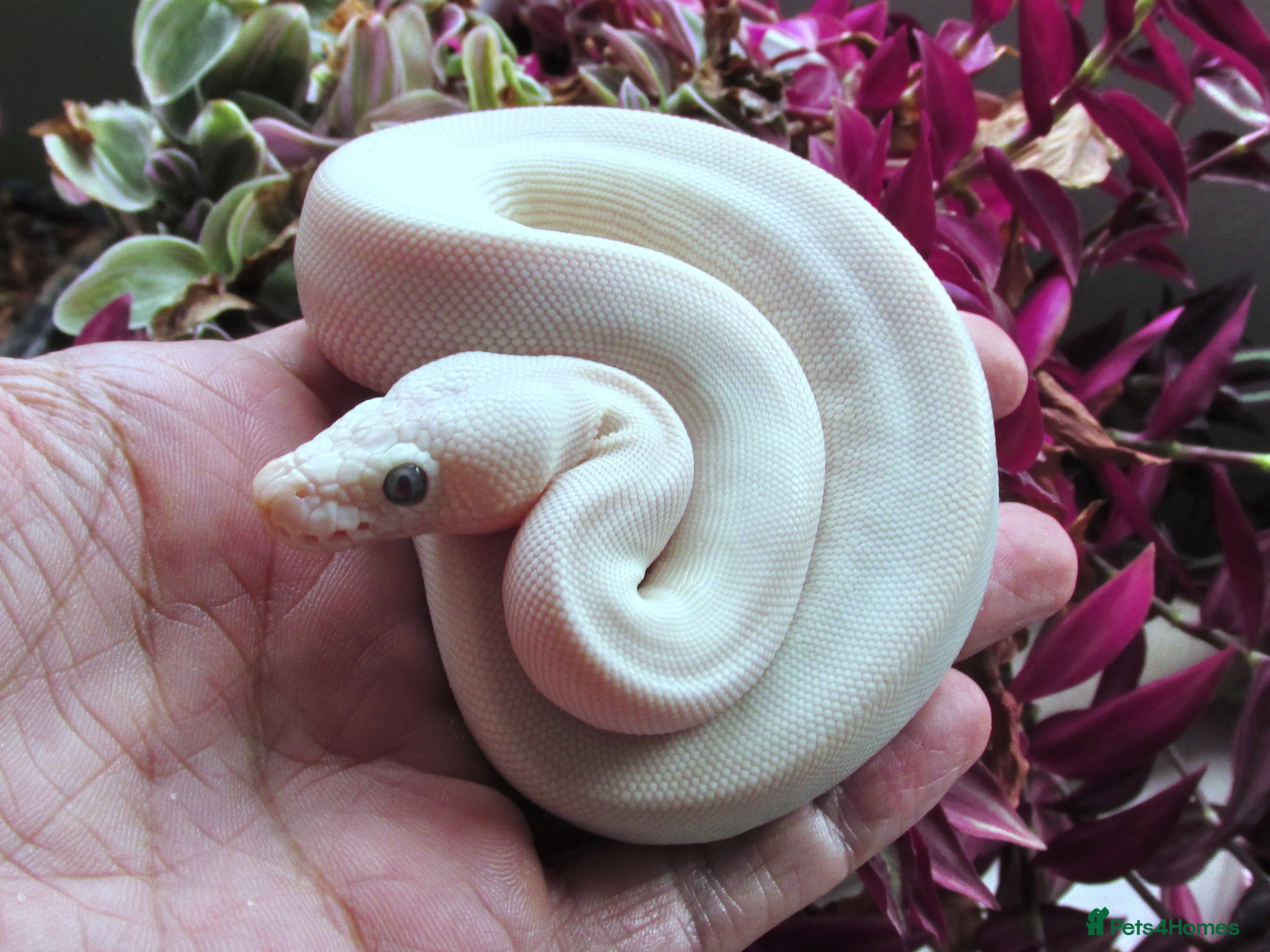 Python Snake reptiles On Hold Blue Eyed white ball python Female - Advert 22