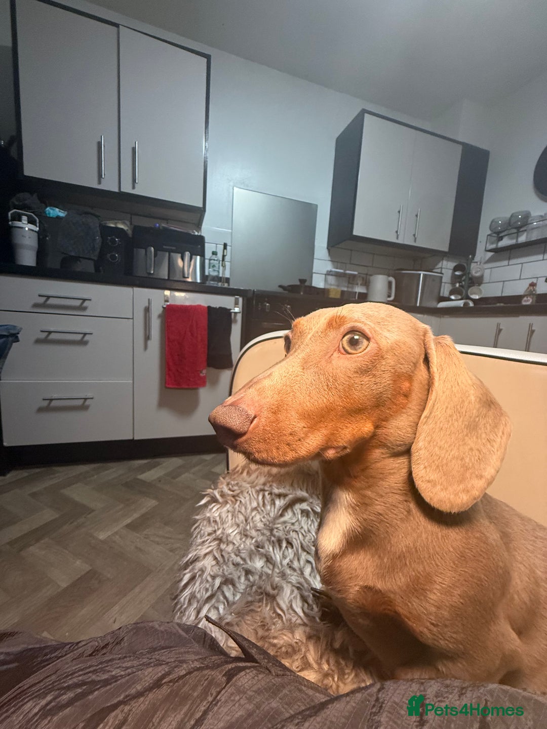 Miniature Dachshund dogs for stud: Ronnie  - Advert 3