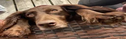 Mixed Breed dogs for sale: Beautiful Cocker GoldMaraner puppies  - Advert 17