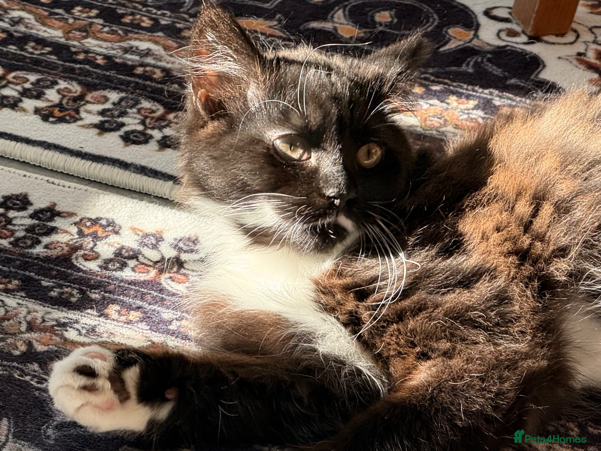 British Longhair cats Luna British longhair 5 months old (Male) - Advert 1