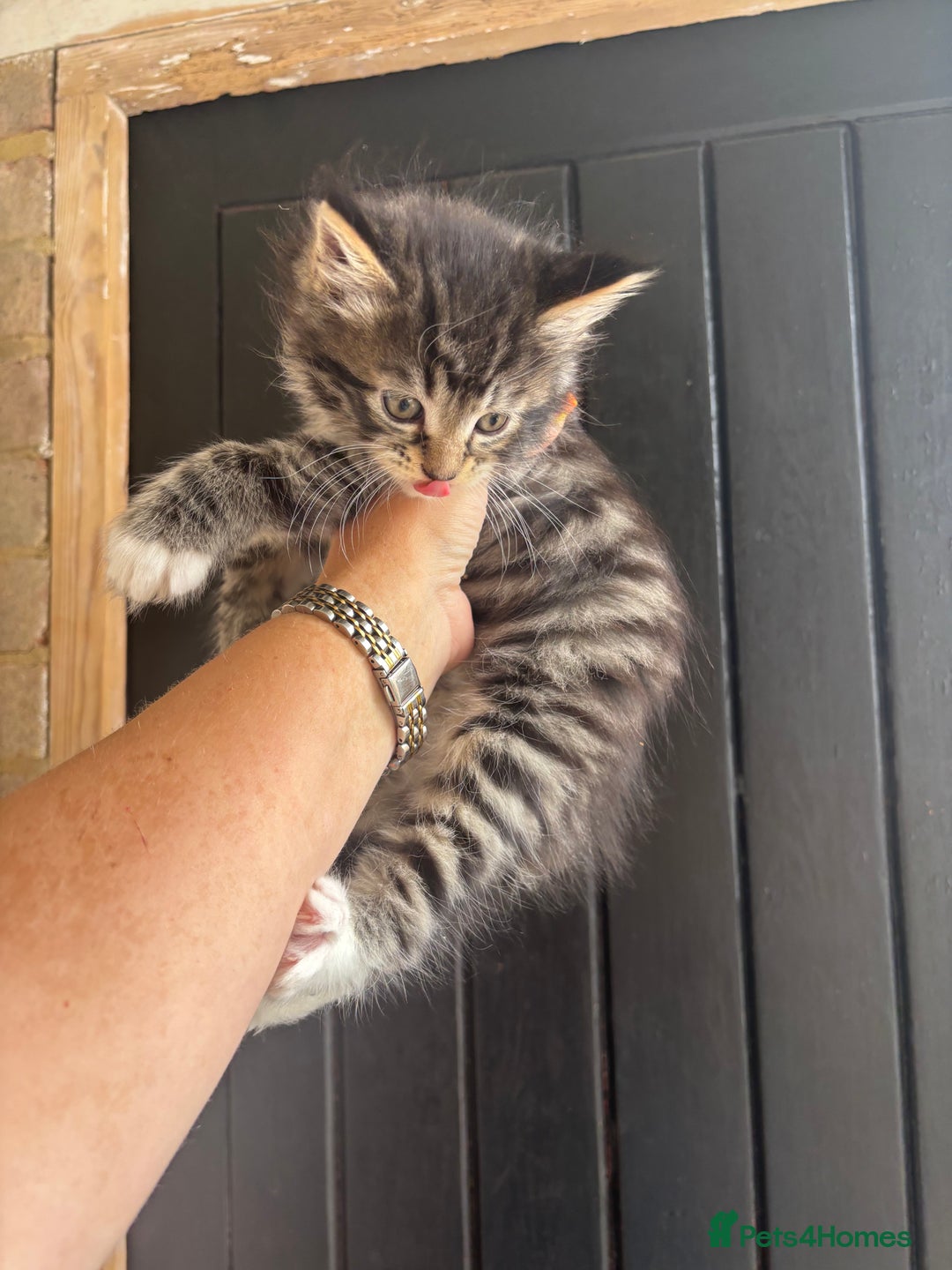 Maine Coon cats for sale: 3 boys Maine coon & 1 white female ready 13th aug! - Image 5
