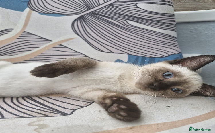 Snowshoe cats - Advert 10