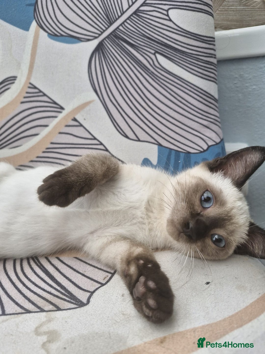 Snowshoe cats for sale: Snowshoe Kitten 4 -  pedigree snowshoes ready now - Image 3