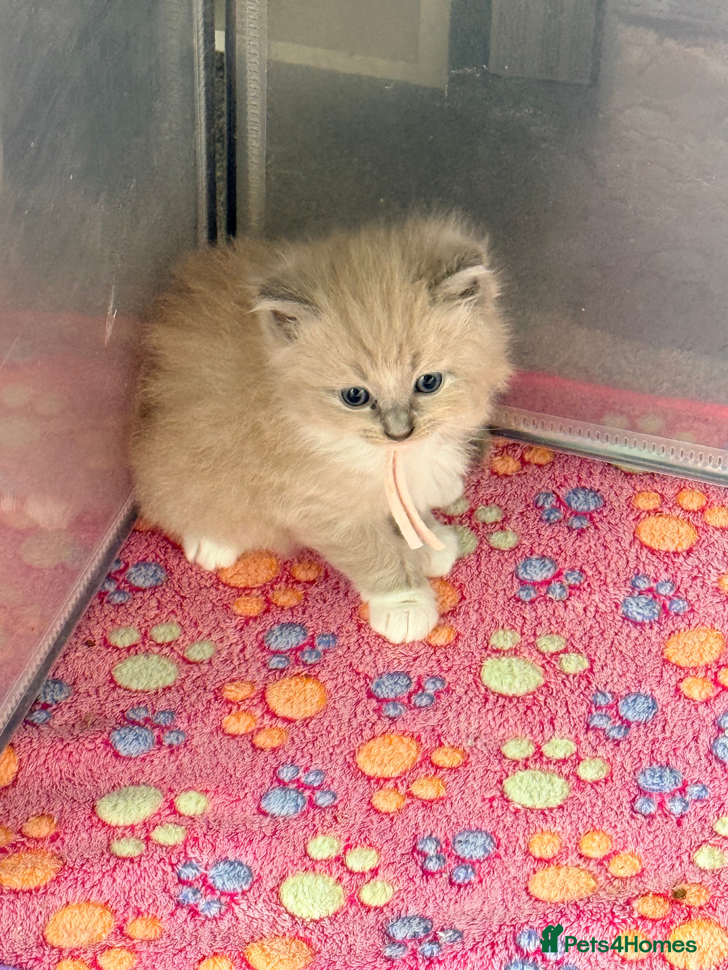 Ragdoll cats for sale: 4 beautiful Ragdoll kittens  - Advert 2