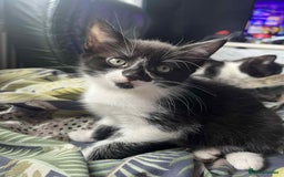 Mixed Breed cats for sale: Beautiful Kittens Looking for forever homes - Image 2