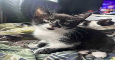 Mixed Breed cats - Advert 2