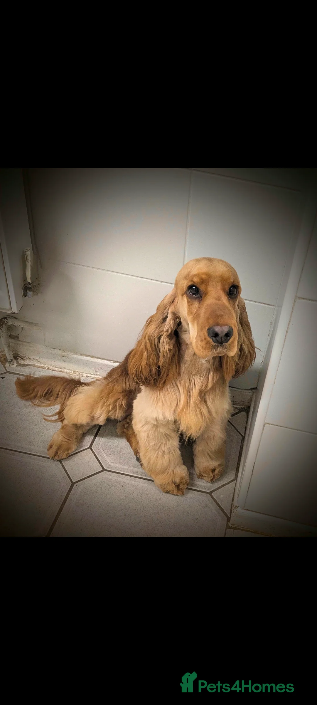 Cocker Spaniel dogs for sale: Stunning KC show cocker puppies PRA FN tested - Advert 12