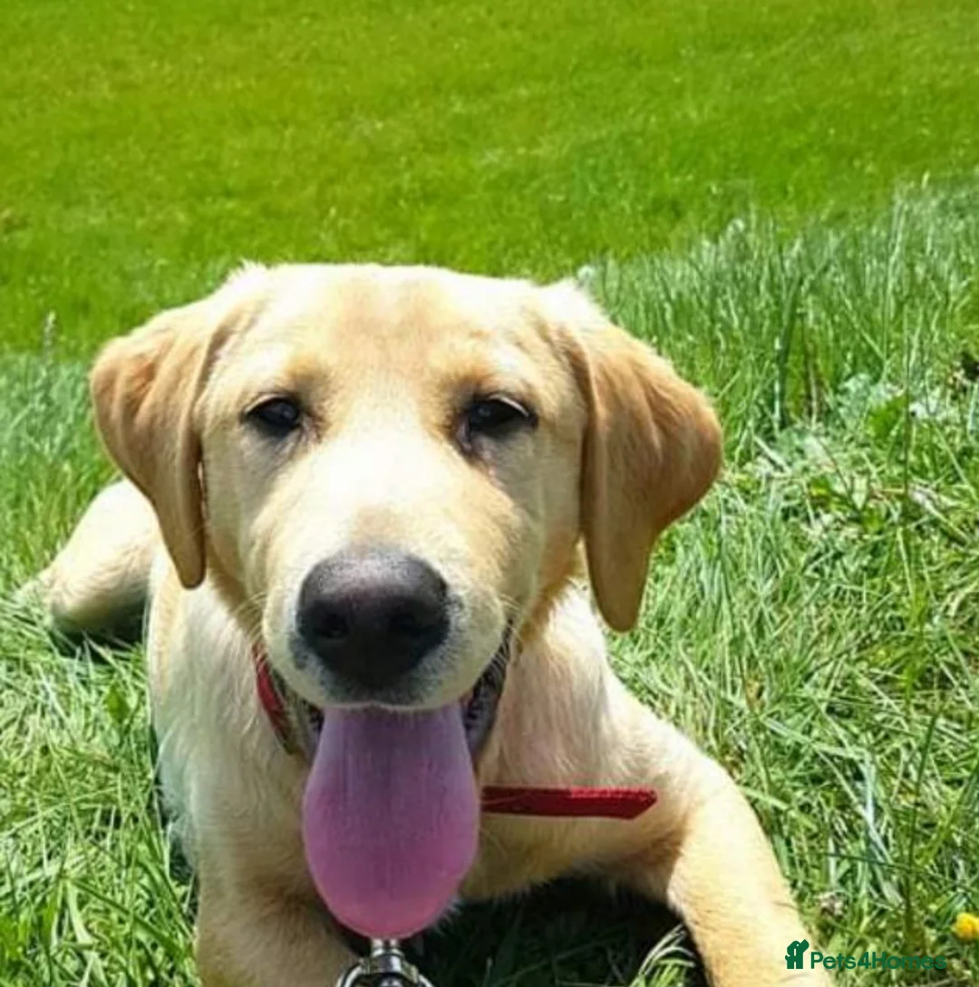 Labradoodle dogs for stud: STUD F1 Labradoodle  in Littlehampton - Advert 11