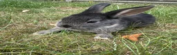 Dwarf Lop rabbits for sale: Beautiful Dwarf lop litter (Ready in one week)  in Bedford - Advert 16