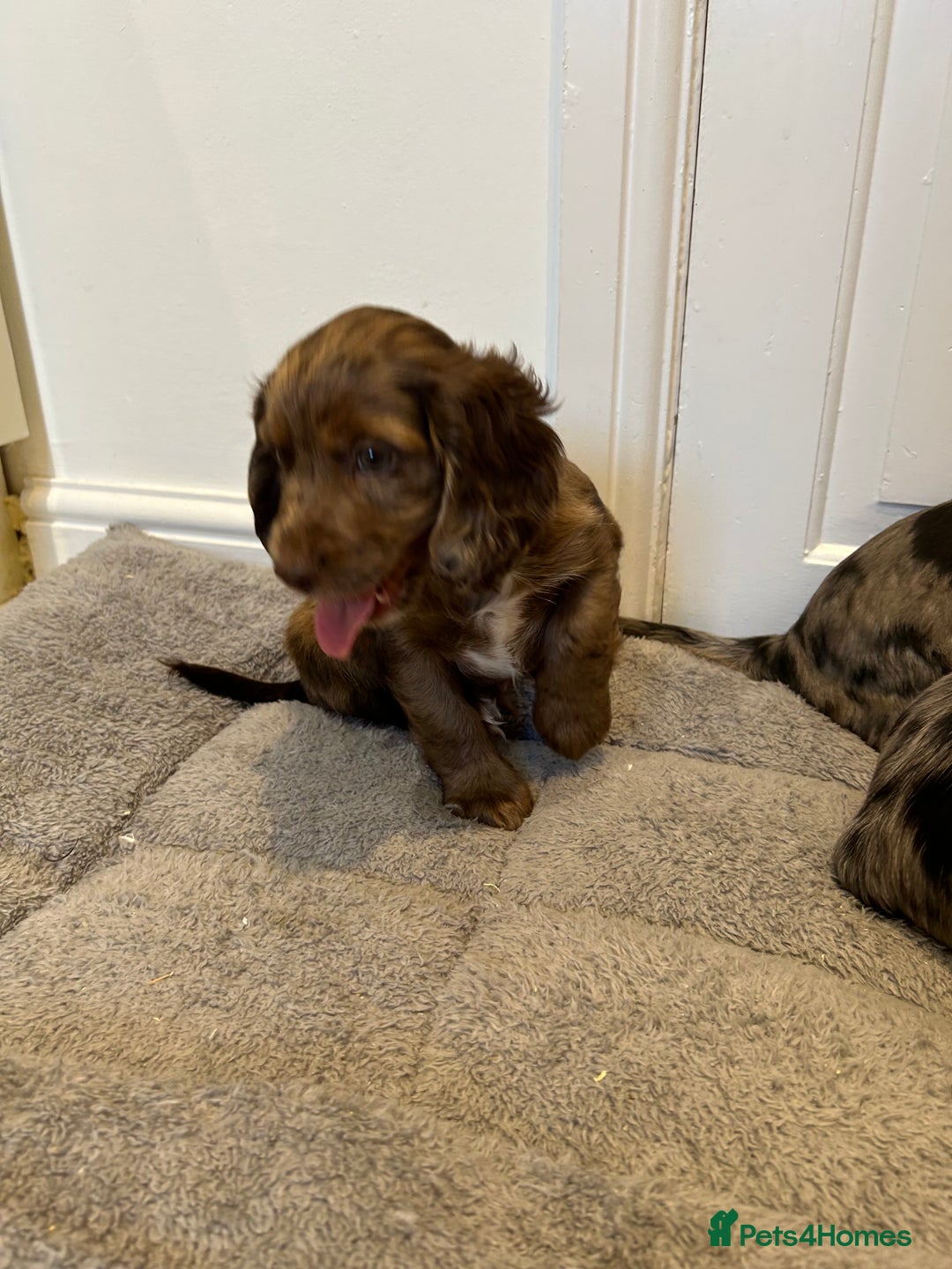 Cocker Spaniel dogs for sale: Super rare and unique show type dna tested Kc reg  - Image 5