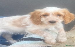 Cockapoo dogs for sale: F1 cockapoo  - Image 4