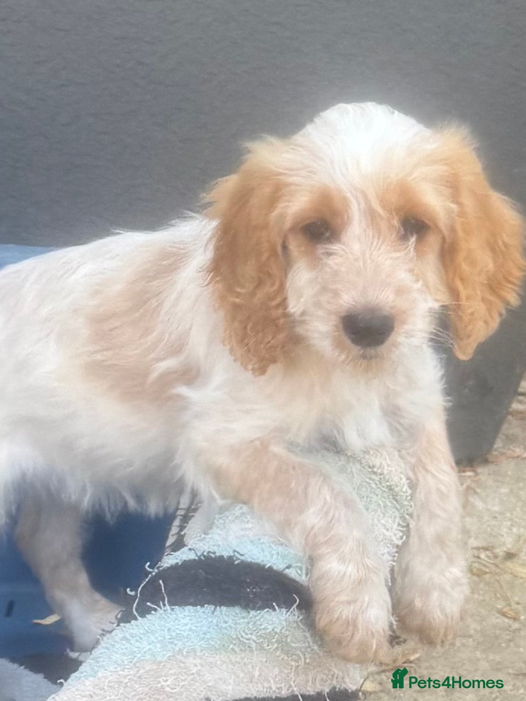 Cockapoo dogs for sale: F1 cockapoo  - Image 4