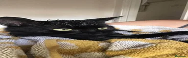 Domestic Shorthair 1
