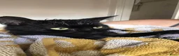 Domestic Shorthair cats for sale: Beautiful 4 year old male ‘Jasper’ - Advert 2