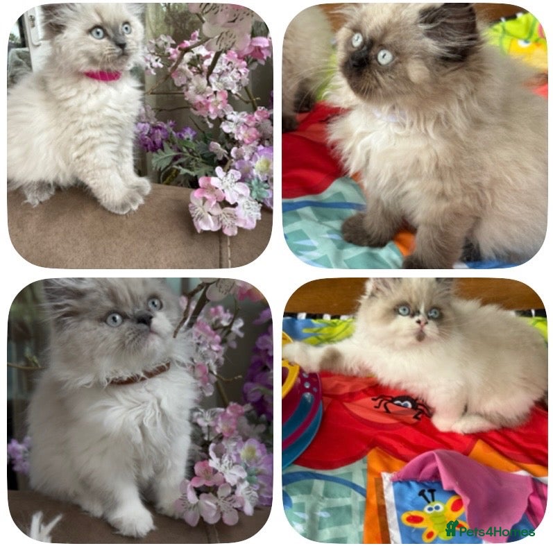 Selkirk Rex cats Beautiful Colour point kittens  - Advert 1
