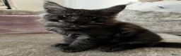 Maine Coon cats for sale: Mulberry’s marvellous creations ❤️ in Lowestoft - Advert 33