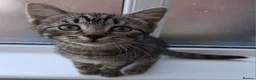 British Shorthair cats for sale: 4 Little Spotty Tigers  - Advert 7