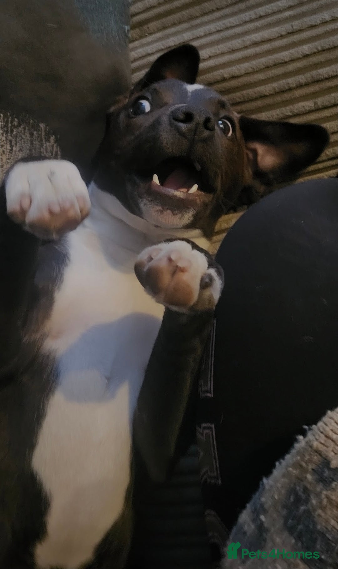Mixed Breed dogs for sale: Staffy cross patterdale 11 month old puppy - Image 2