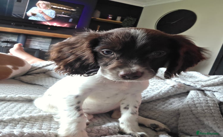 Cocker Spaniel dogs for sale - Advert 1