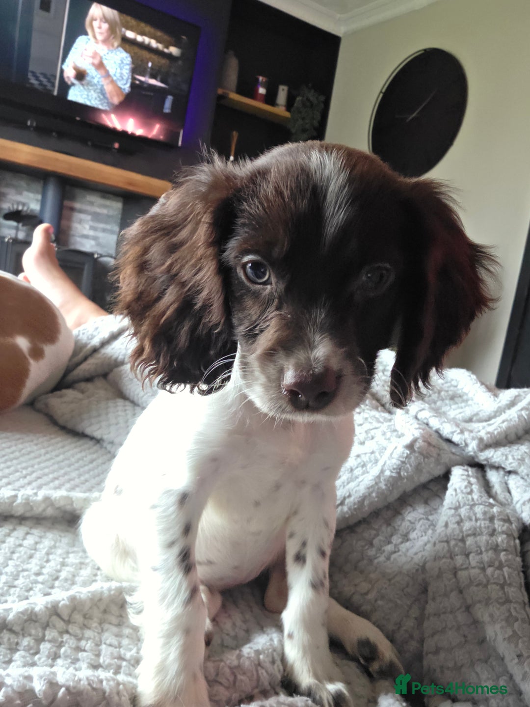 Cocker Spaniel dogs for sale: Cocker girl  - Image 1