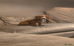 Cocker Spaniel dogs for sale: 15 week old Cocker spaniel girl  - Image 1