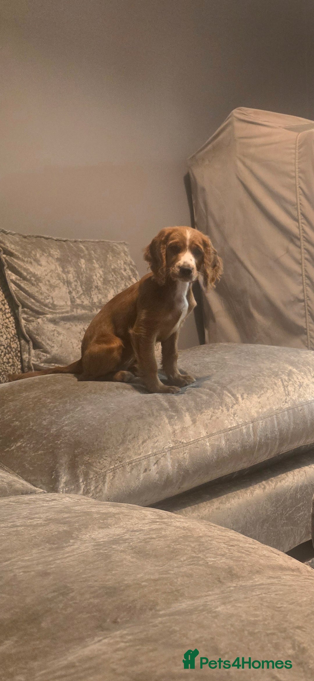 Cocker Spaniel dogs for sale: 15 week old Cocker spaniel girl  - Image 1