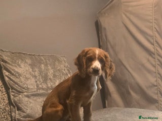 Cocker Spaniel dogs for sale - Advert 1