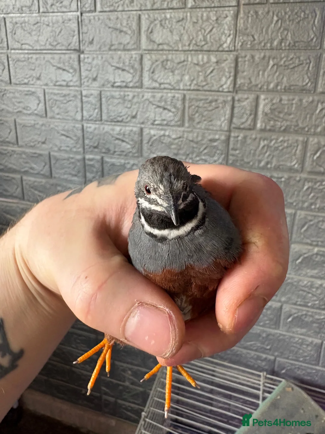 Quail poultry for sale: Button quail  - Advert 10