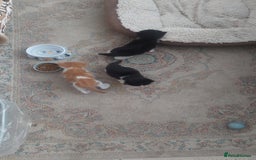 Mixed Breed cats for sale: Beautiful Kittens British ShorthairxRagdoll - Image 7