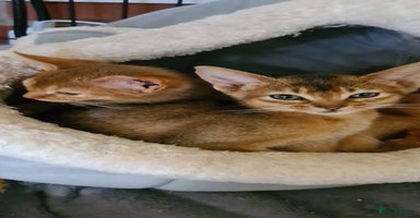 Abyssinian cats - Advert 7